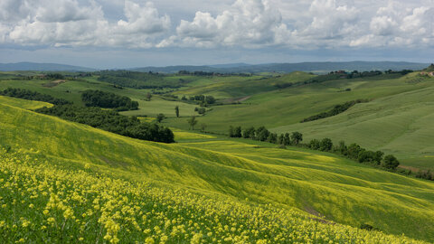 primavera senese 1/4