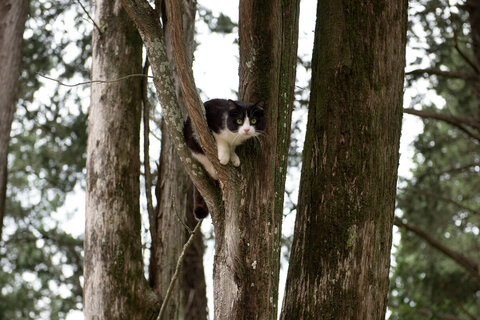 Animali Domestici