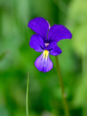 Viola etrusca 2
