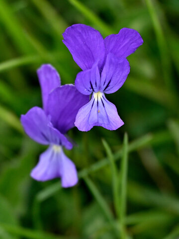 Viola etrusca 4