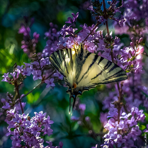 podalirio Papilionidae.jpg
