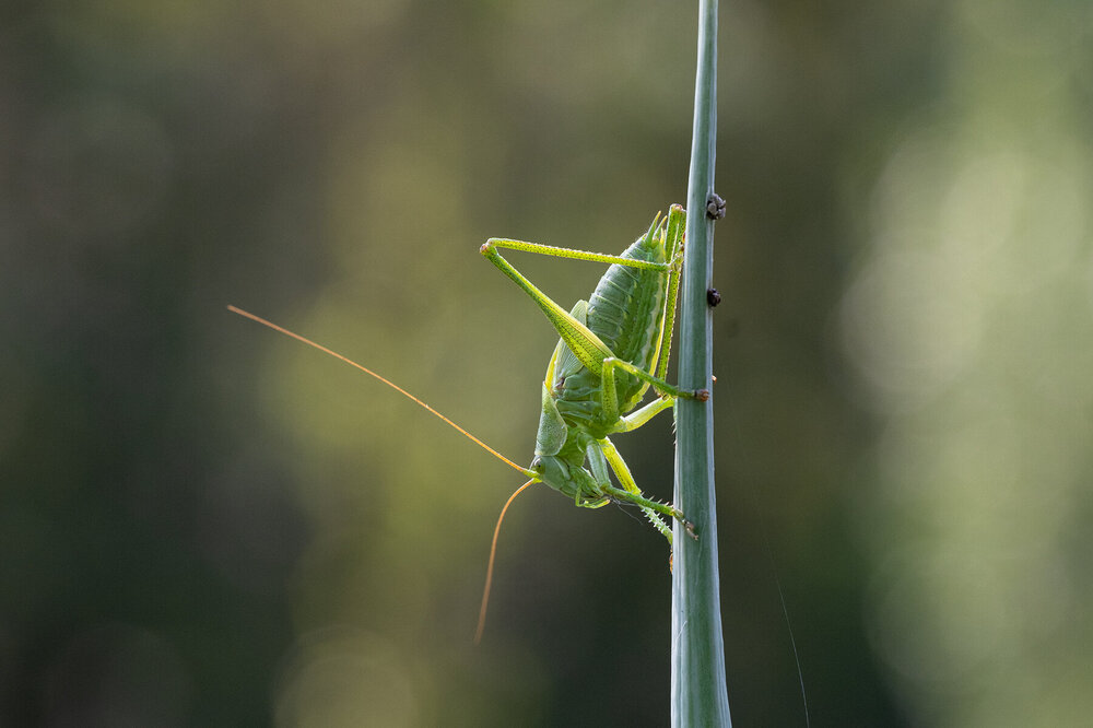 tettigonidepnord2lo.thumb.jpg.f8026a9a53131f3afe412b8eddf43c59.jpg