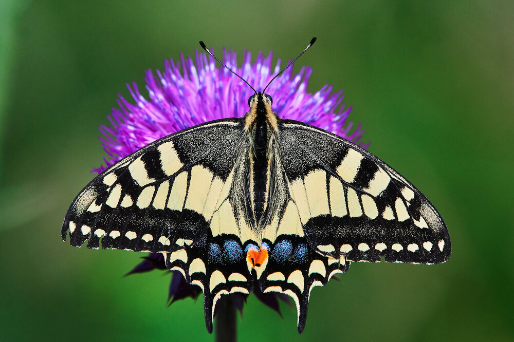 Papilio-machaon_58.thumb.jpg.a92d958d7cfe00fe55b38d820624cea3.jpg