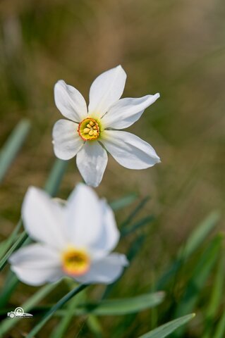DSC_3075.jpg