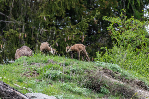 Piccoli di camoscio