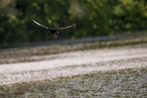 Cormorano