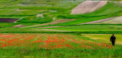 Aspettando la fioritura