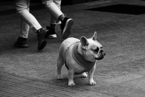 Omaggio a Erwitt