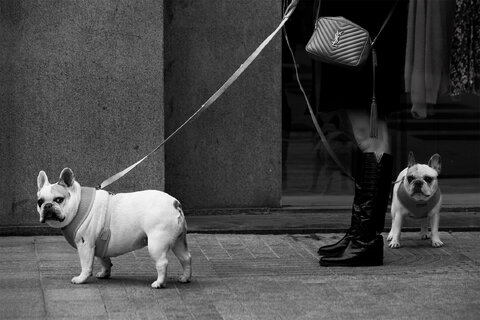 Omaggio a Erwitt,  ancora