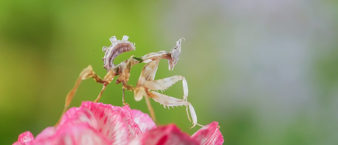 Maggiori informazioni su "Cosa si può dire dello Zhongyi APO 200mm f4 macro (anche senza provarlo)?"