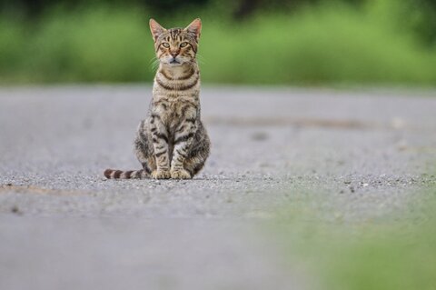 Tigre solitaria