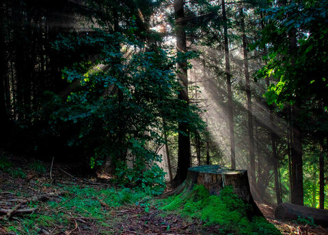 Maggiori informazioni su "Luci nel Bosco"