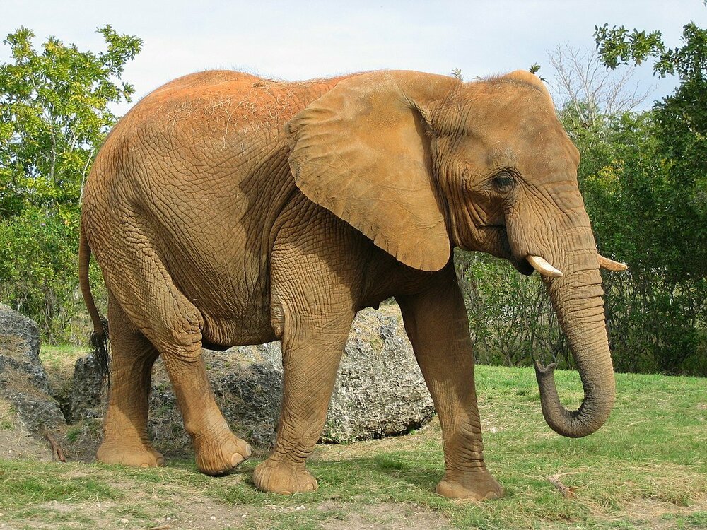 Afrikanischer_Elefant_Zoo_Miami_1.thumb.jpg.daeb18d908a9118fd5c8be9e9b90f132.jpg