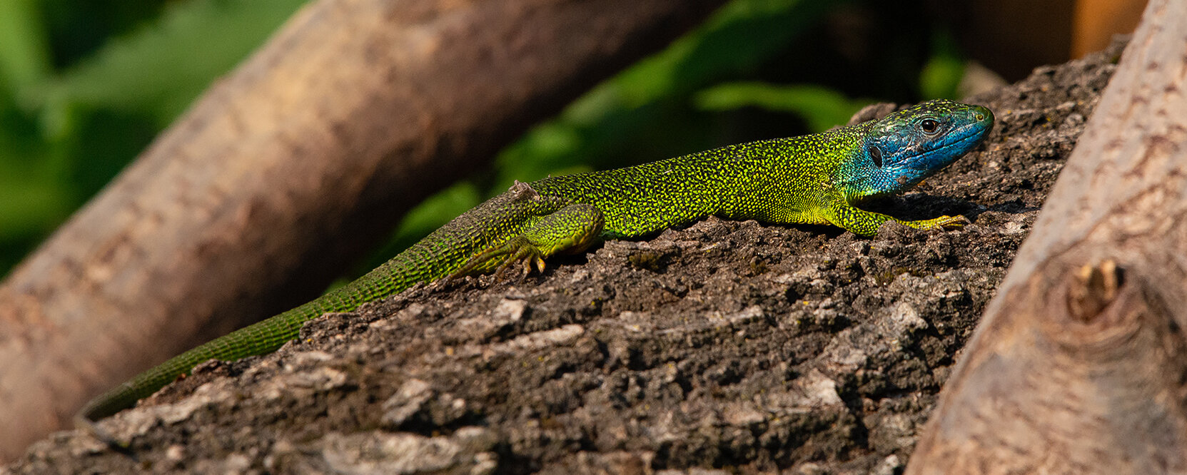 More information about "Il Nikon Z 400mm f4.5 S e la Fotografia Close-up"