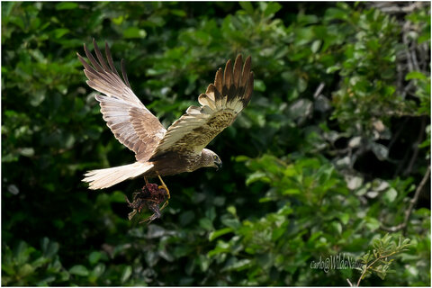 maschio di falco di palude con preda