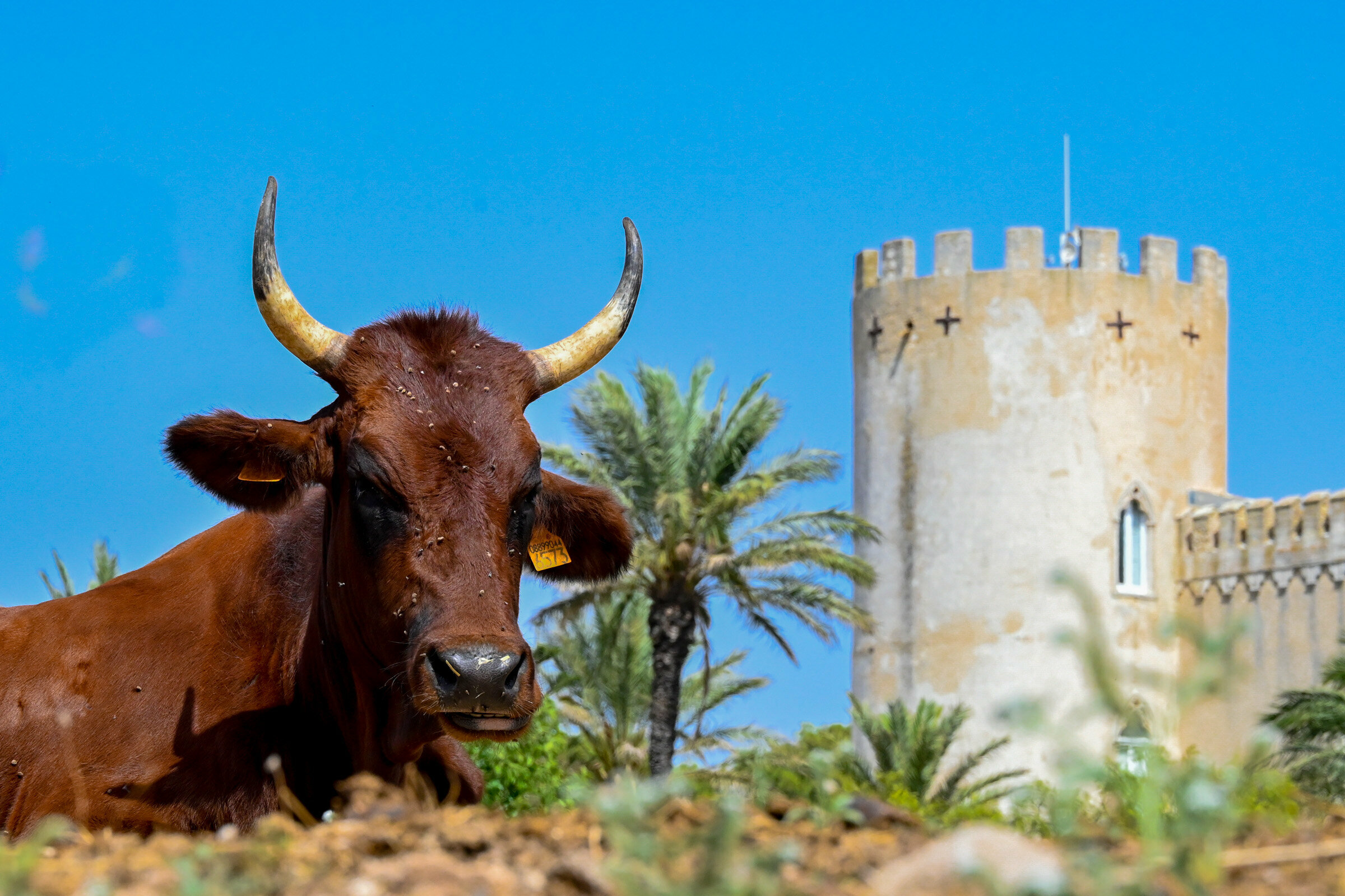 Donnafugata... vacca sdraiata