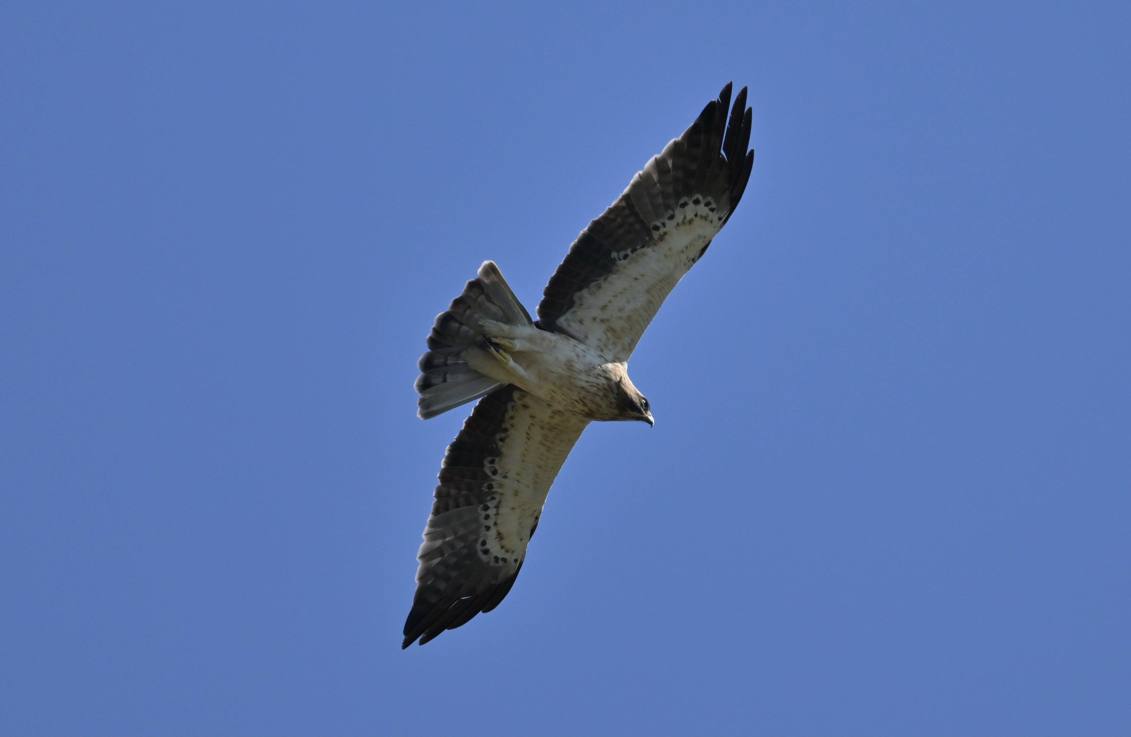 Aquila minore 2