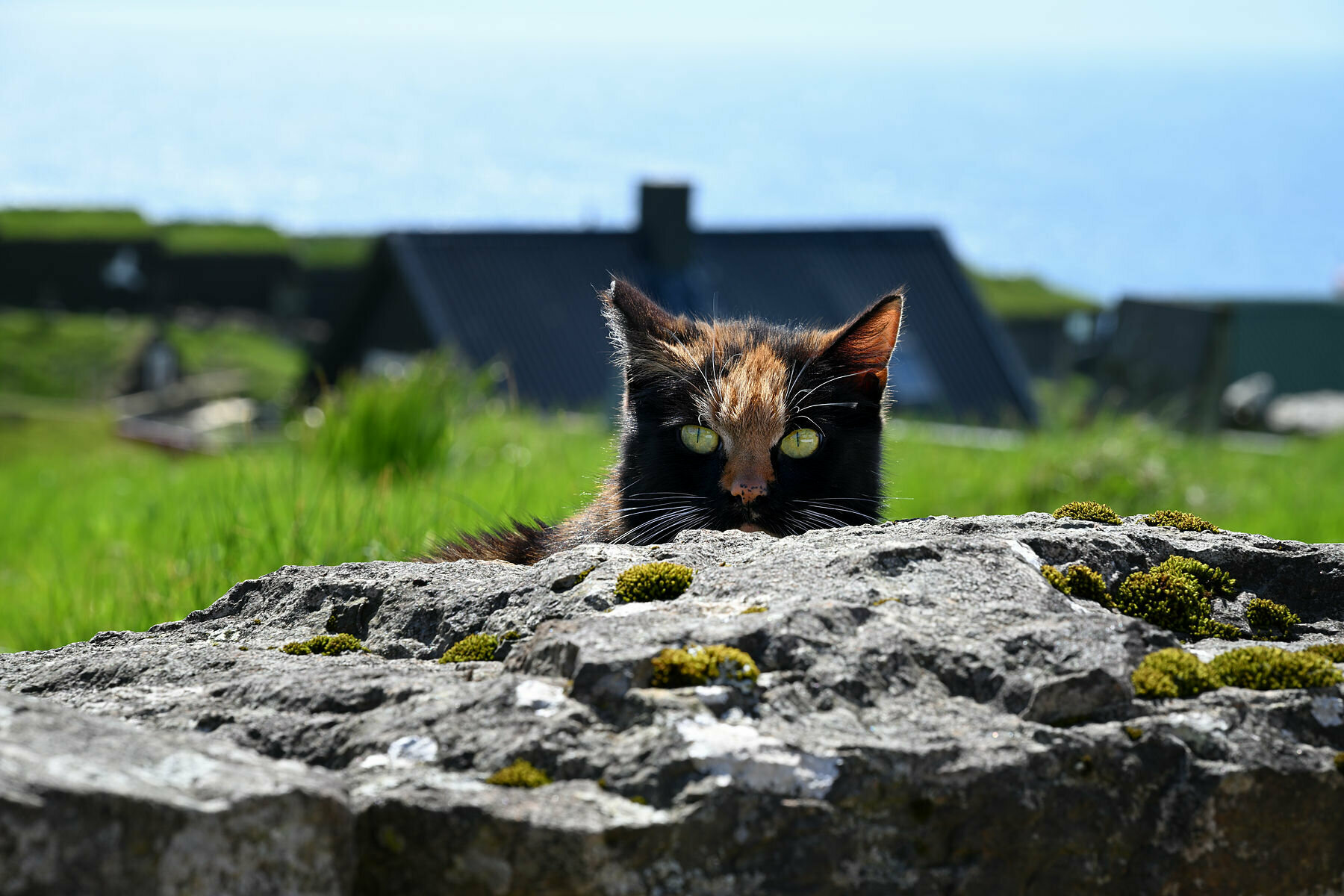 Gatto delle Faroe