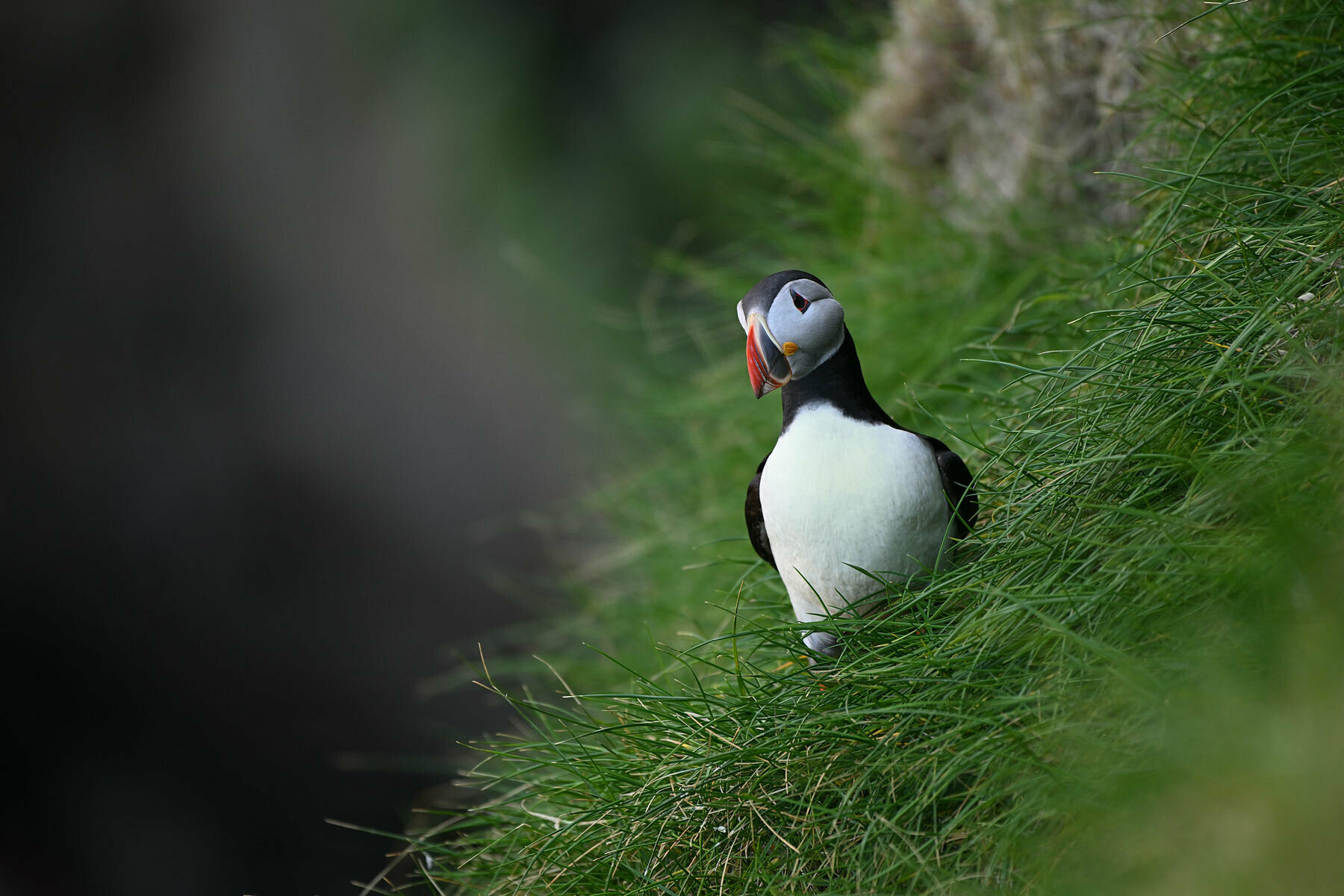 Puffin, Isola di Mykines, Faroe