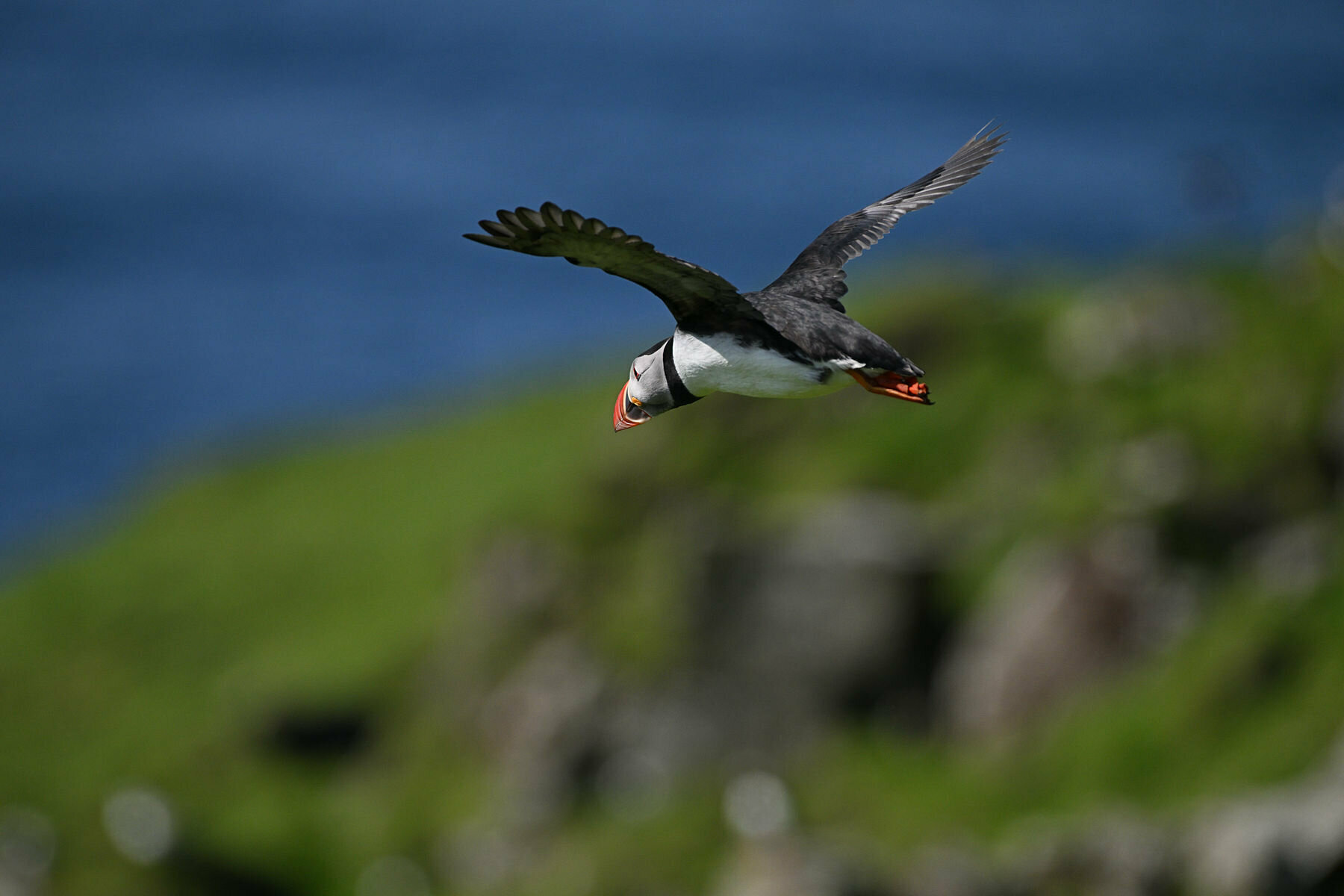 Puffin, Isola di Mykines, Faroe