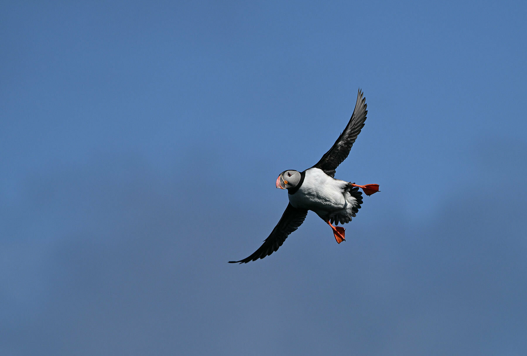 Puffin, Isola di Mykines, Faroe