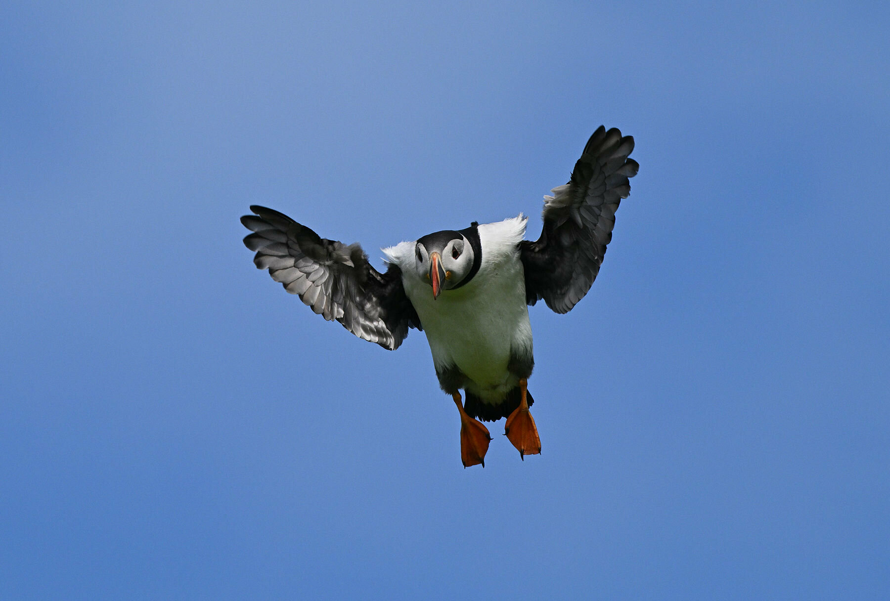 Puffin, Isola di Mykines, Faroe