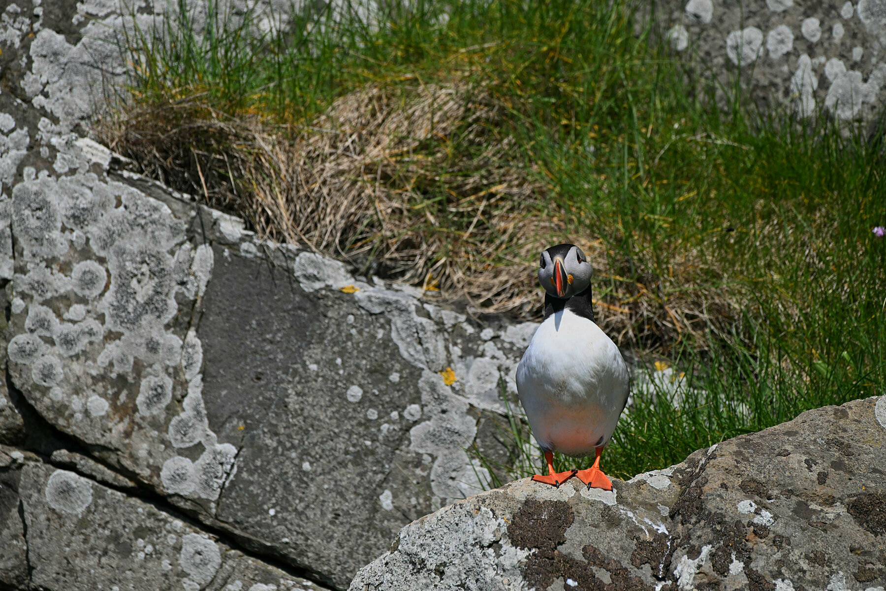 Puffin, Isola di Mykines, Faroe