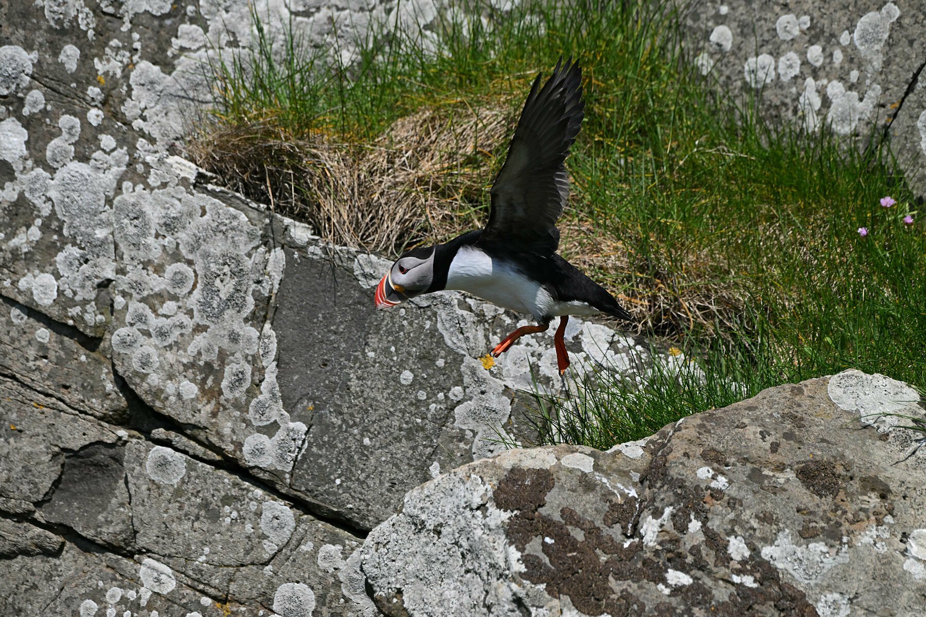 Puffin, Isola di Mykines, Faroe