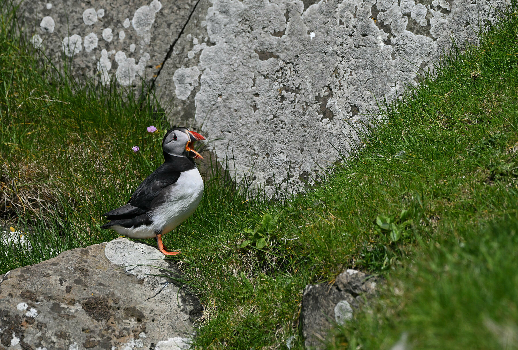 Puffin, Isola di Mykines, Faroe