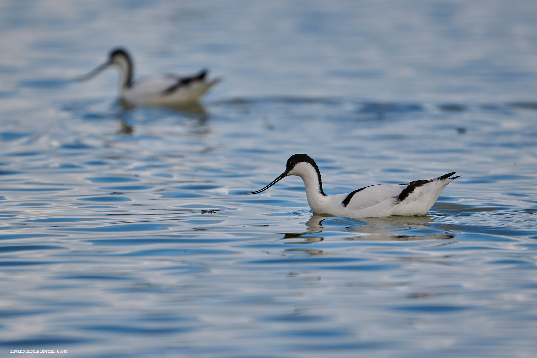 Avocetta (recurvirostra avosetta)