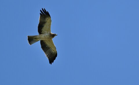 Aquila minore 3