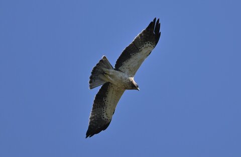 Aquila minore 2