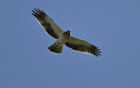 Aquila minore 1