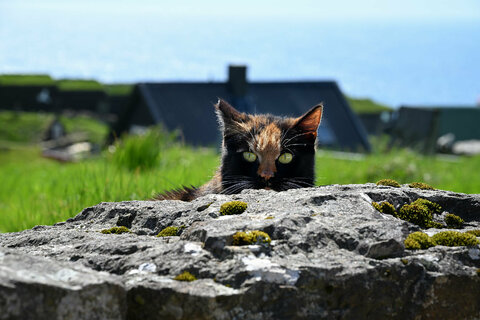 Maggiori informazioni su "Gatto delle Faroe"