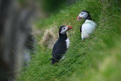 Puffin, Isola di Mykines, Faroe