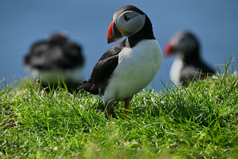 Maggiori informazioni su "Puffin, Isola di Mykines, Faroe"