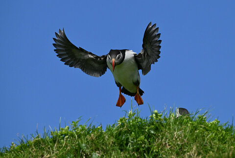 Puffin, Isola di Mykines, Faroe