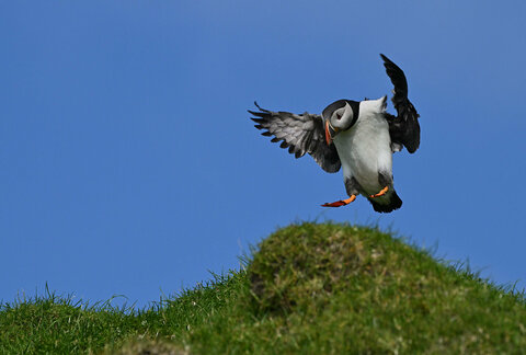 Puffin, Isola di Mykines, Faroe