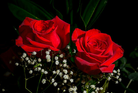 Rose rosse1.jpg