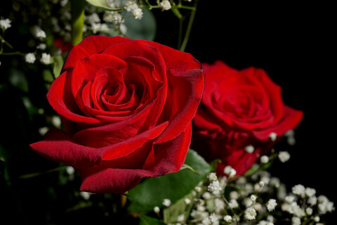Rose rosse2.jpg