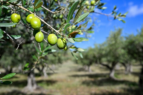 olive Nocellara, ctda Ciafaglione, Belìce