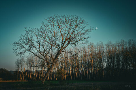 L'albero e la luna.jpg