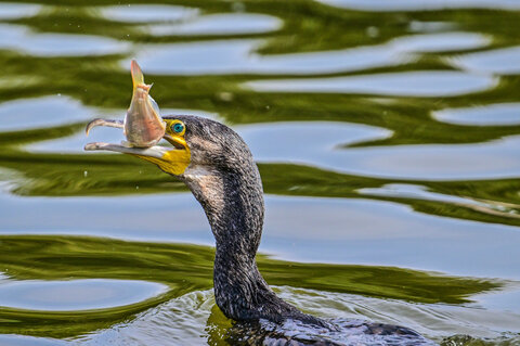 Il pasto del cormorano