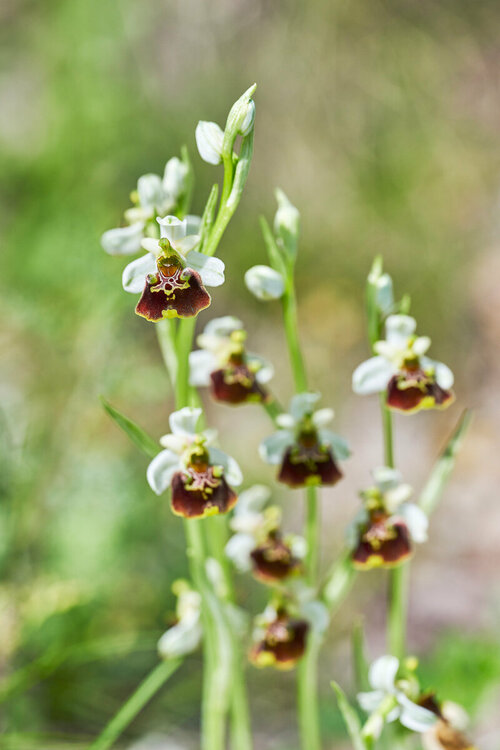 14-Ophrys-holosericea.thumb.jpg.612b0d61edcb709242b4e9bbaaafbeff.jpg