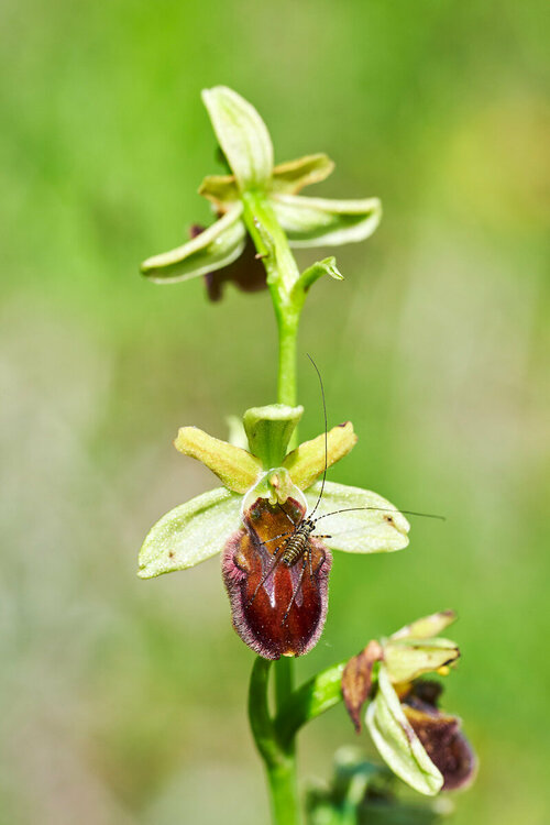 15-Ophrys-incubacea.thumb.jpg.3dd769cf43a102cbf96b125a75a18285.jpg