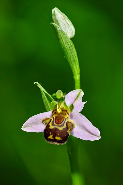 19-Ophrys-apifera.thumb.jpg.34904565f3637d58cdb6f5573ae00a8c.jpg