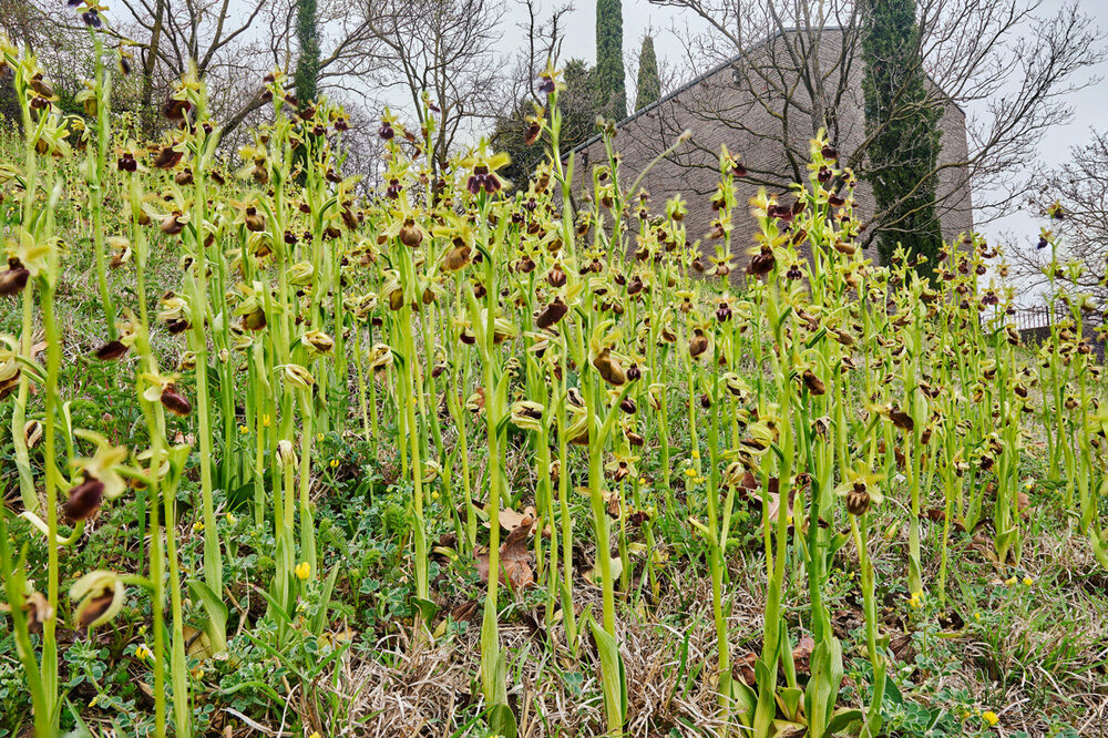 2-Ophrys--sphegodes.thumb.jpg.ceee53a571aee328cdda093f6b7f908b.jpg