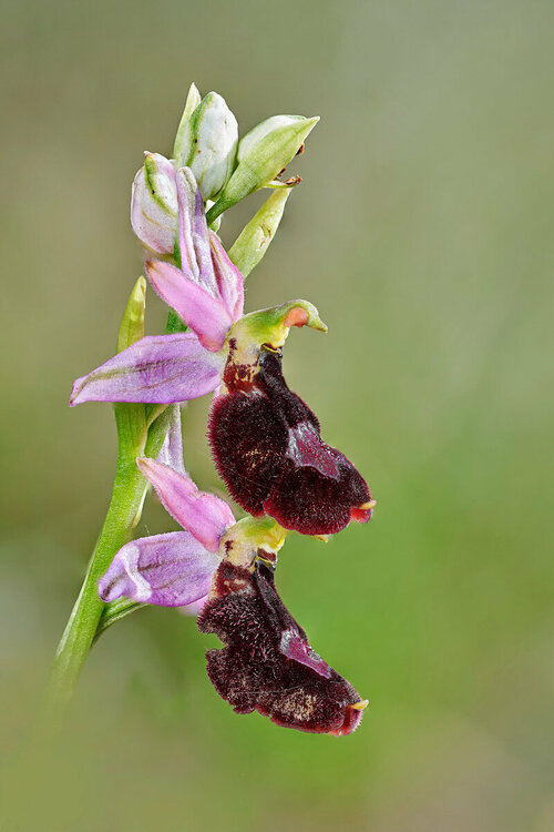 8-Ophrys-benacensis.thumb.jpg.4787dd6fb935d6b14d2ae9eabd4551f0.jpg