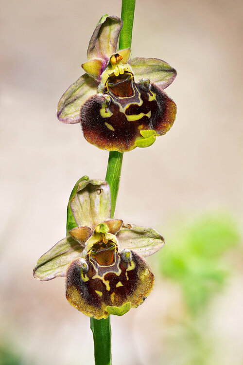 Ophrys-holosericea.thumb.jpg.0897f70f7dce473574673eb9b2f6e9da.jpg