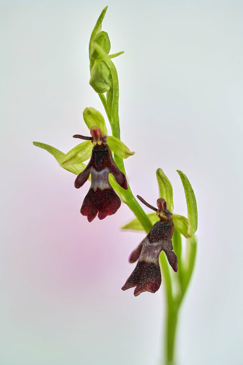 Ophrys-insectifera_47.thumb.jpg.1878a438d0f5a3597f632fdf15f16df8.jpg